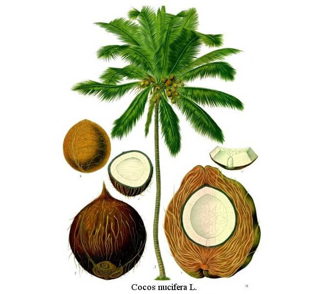 kokos_page_koko_oil